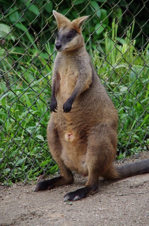 kuranda_wallaby